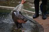 Moo Deng fever hits as viral baby hippo draws huge crowds to zoo