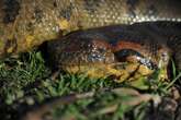 Biggest snake species in the world discovered in Amazon rainforest