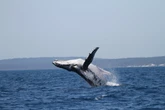 Two humpback whales set new migration record with epic journey