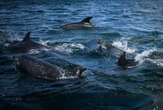 Fungus that killed dolphins in early 2000s may have come from humans