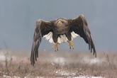 Britain’s largest bird of prey to return to Southern England’s skies