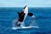 Drone footage reveals orcas making tools from kelp to groom each other