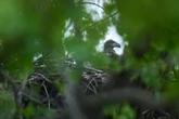Bald eagle hatchlings may be US city’s first for more than 100 years