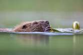 Beavers to be released into English wild in bid to stop flooding