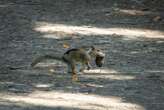 Scientists make ‘shocking’ discovery about California ground squirrels