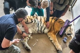 Five vets operate on sedated 17-stone tiger for ‘tricky’ paw operation