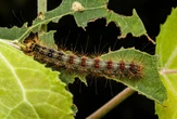 It’s raining gypsy moth caterpillar faeces in New York