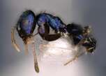 Dazzling new blue ant species discovered in Himalayas