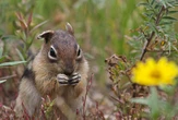 Ground squirrels have four different personality types, study shows