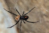 Expert warns deadly Black Widow spiders could invade UK