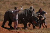Rhino horns injected with radioactive isotopes to curb poaching