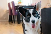 This game may be the best activity to improve bonding with your dog