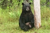 Man and dog killed in suspected bear attack in Florida woods