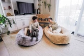 Human dog bed start-up under threat due to Trump’s steep China tariffs