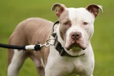 Boy, 7, left needing neck surgery after being mauled by XL Bully
