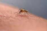 China grapples with outbreak of deadly mosquito-borne virus
