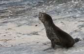 Rabies is spreading in seals in South Africa, scientists warn