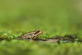 Trump’s walls are threatening wildlife. This frog could buck the trend