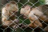 Forty lab monkeys escape research facility in South Carolina