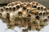 Why wasp numbers are booming in the UK - and why it’s a good thing