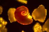 What tiny fossils from ocean floor tell us about climate change