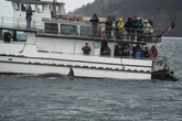 How underwater internet cables could help save these endangered whales
