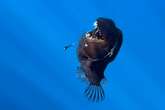 How a dying anglerfish became the darling of social media