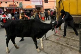 India unveils plans to use cow dung as fuel for vehicles