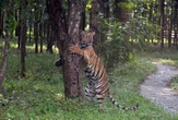 Tiger collared in India enters Bangladesh after travelling 100km