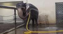 Elephant dubbed ‘queen of showering’ after learning wash with hose