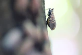 Could we rely on dogs to protect us from pesky spotted lanternflies?