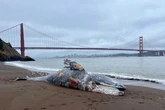 Mystery as six gray whales found dead in San Francisco Bay