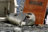 Red list of threatened species reveals animals that face extinction