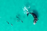Study reveals whales and dolphins regularly play with each other