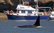 Scientist finally explains why killer whales keep attacking boats