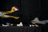 Chinese fossil sparks debate on what Pterosaurs really ate