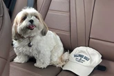 Miami woman shocked when dog cremated in care of Rover sitter