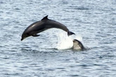 Man banned from chasing dolphins on his jet ski