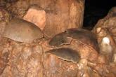 Skulls found in ‘blood cave’ sacrificed to rain god in Mayan ritual