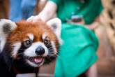 Chinese hotel told ‘red panda wake-up service’ must stop
