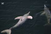 Scientists perplexed by strange urination routine of Amazon dolphin