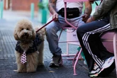 Inside the city where people are choosing pets over children