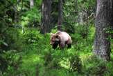 Scientists poke hibernating bears to discover secrets of blood clots