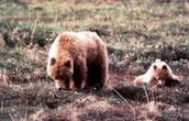 Missing hiker found alive days after being charged by bears in Alaska