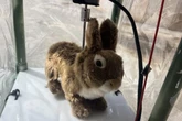 Robot rabbits are being used to help solve Florida’s python problem