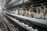 Egg prices could skyrocket after bird flu cases start spiking again