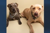 Shelter fights to keep dog pair together after owner dies from cancer