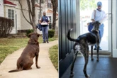 Dog attacks on USPS workers have reached a seven-year high