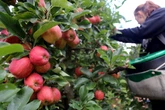 Government explored making employers pay to bring fruit pickers to UK
