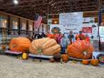 Inside the world of competitive giant pumpkin growing